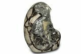 Free-Standing, Polished Septarian Geode - Black & Yellow Crystals #302867-1